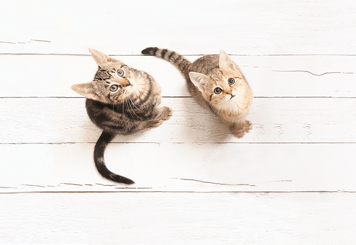 Overhead view of two cute kittens looking up at camera.